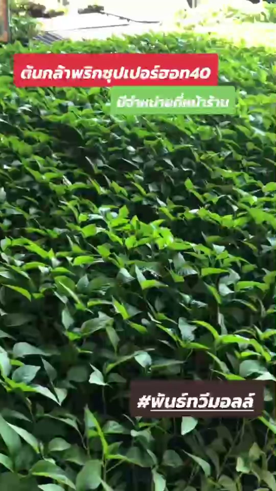 ต้นกล้าพริกซุปเปอร์ฮอท40
