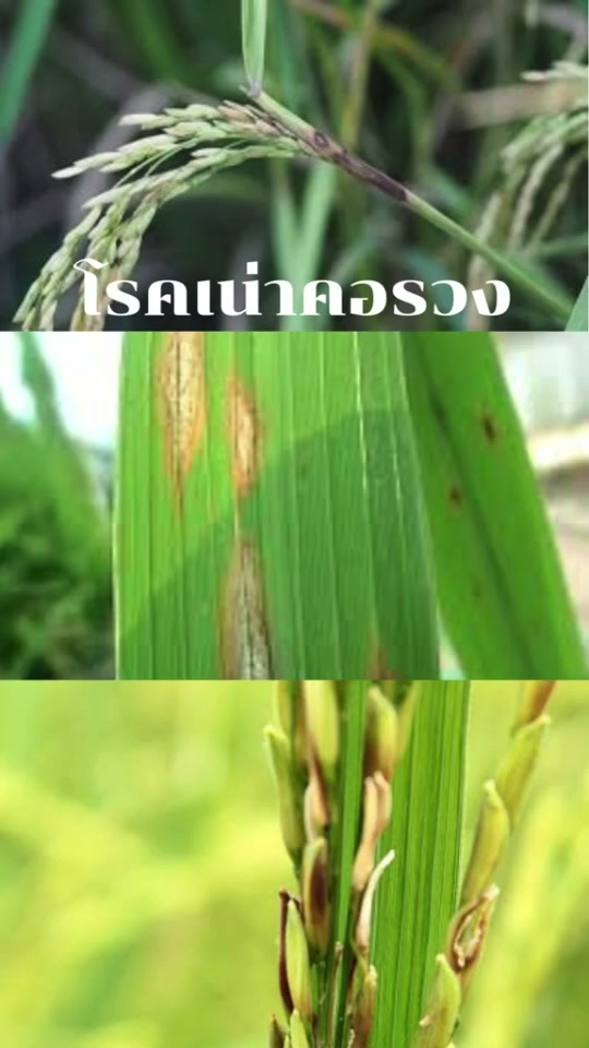 เอวิโต้